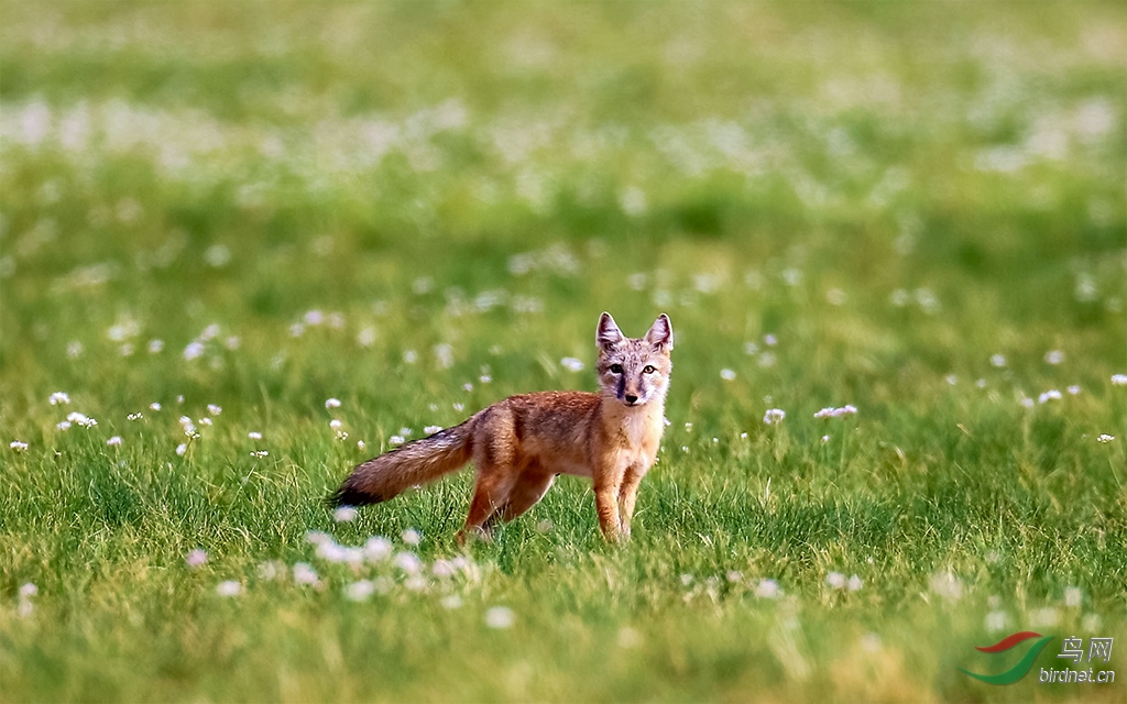 草原狐
