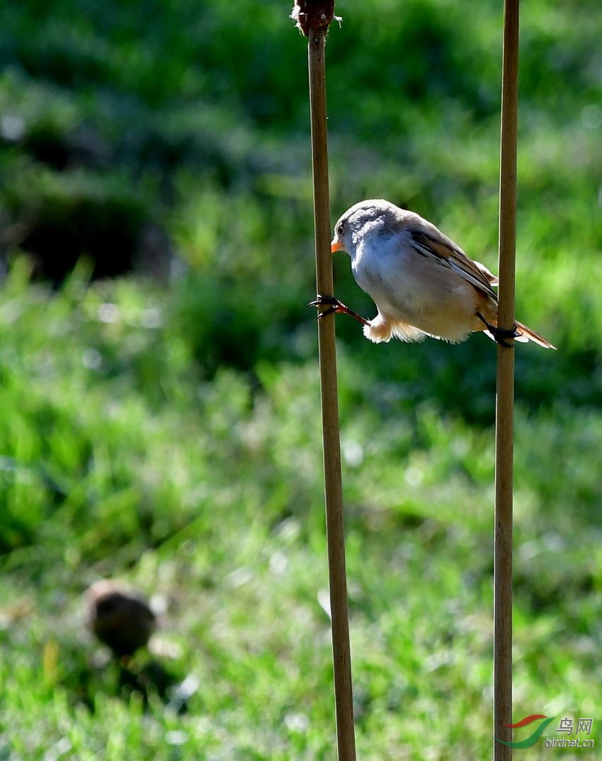 DSC_8049_conew1.jpg