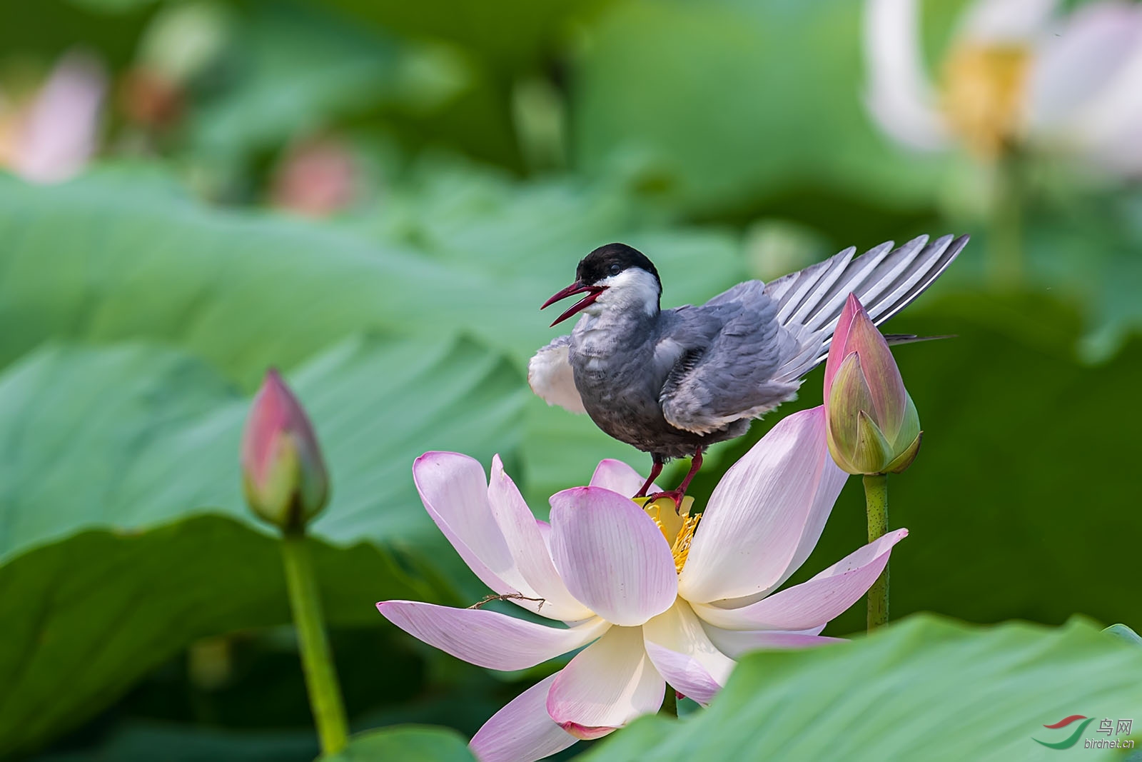 DP014628 ����.jpg