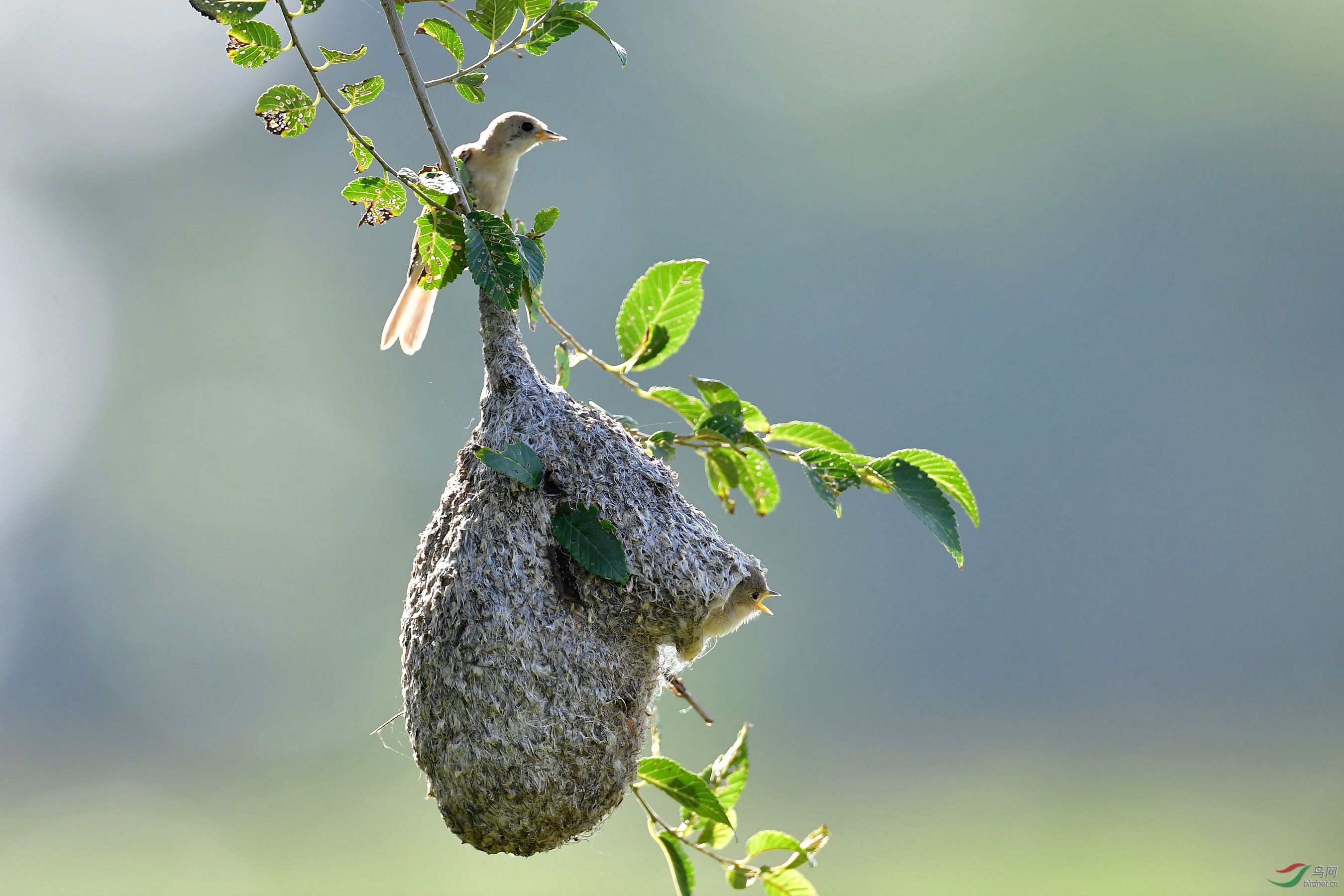 记录中华攀雀岀巢过程