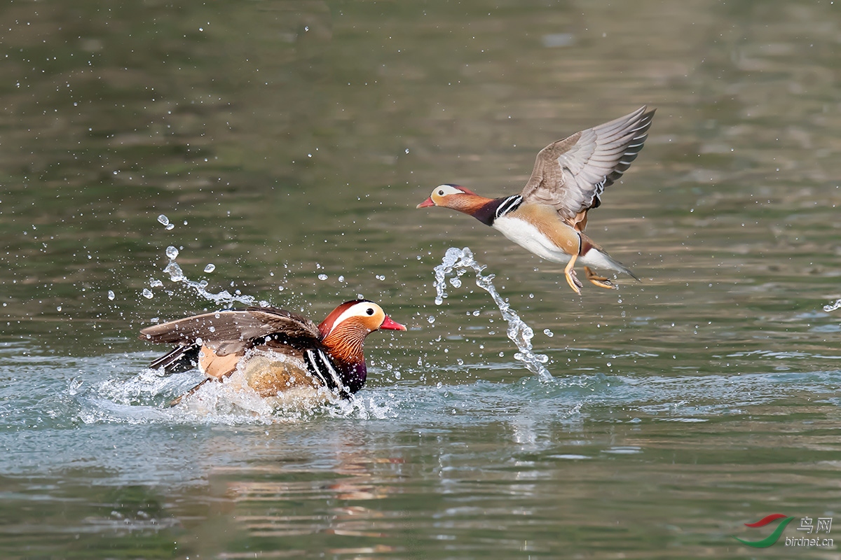 DSC_p4718.jpg