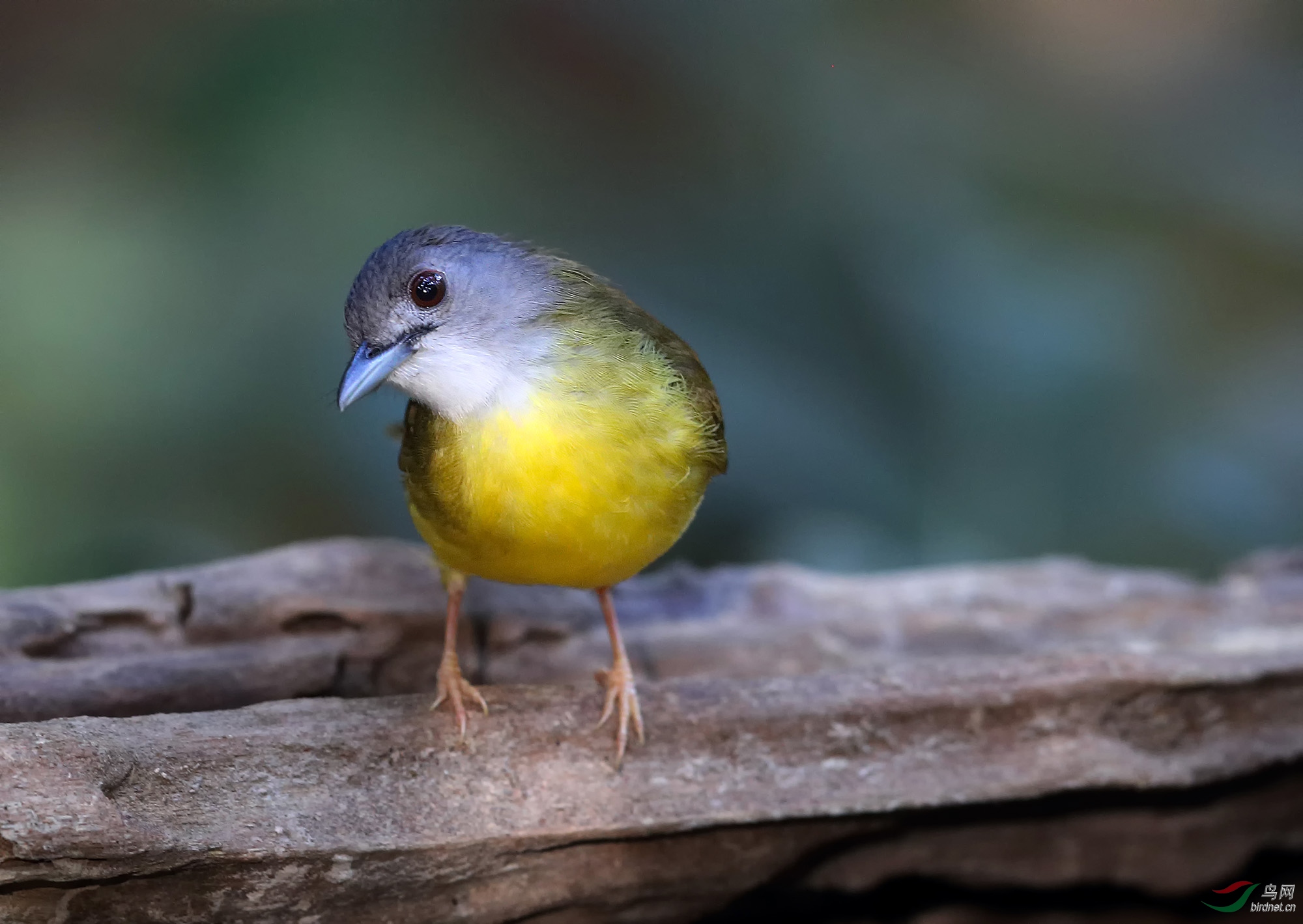 《我是一只小小鸟》——灰头冠鹎