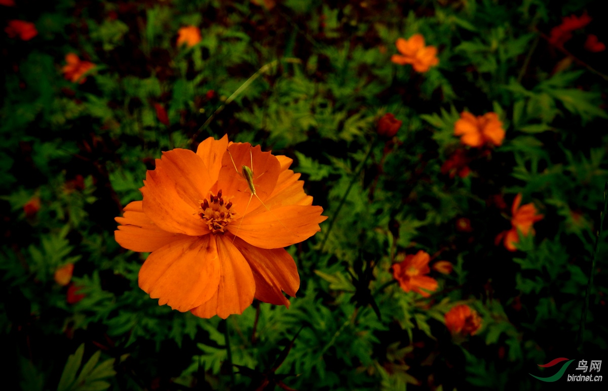 花卉欣赏黄秋英