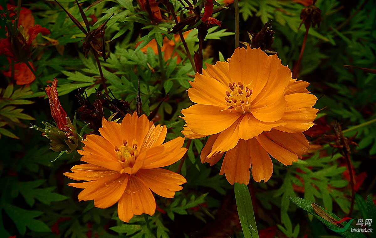 花卉欣赏黄秋英