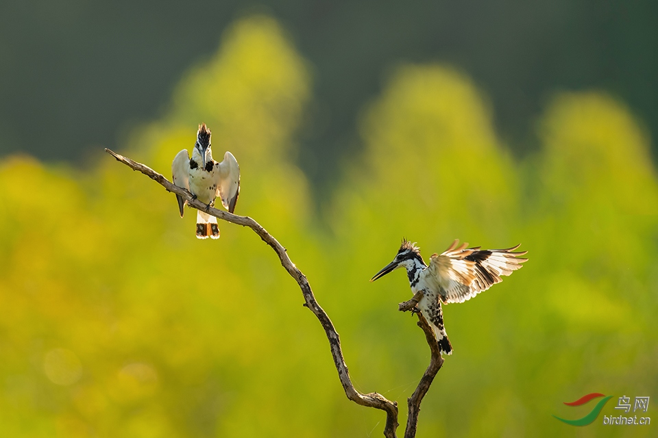 DSC_7487_DxOa.jpg