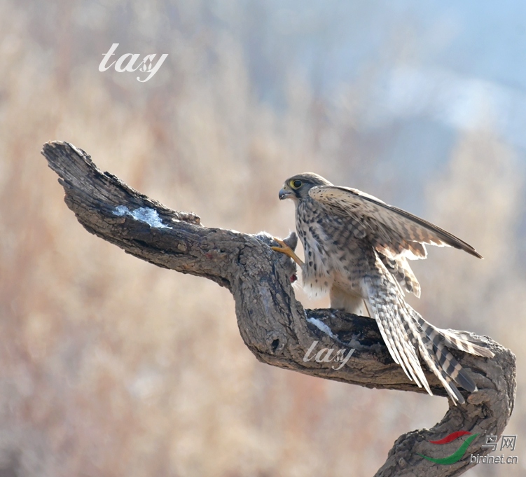 DSC_6755 - ����.JPG