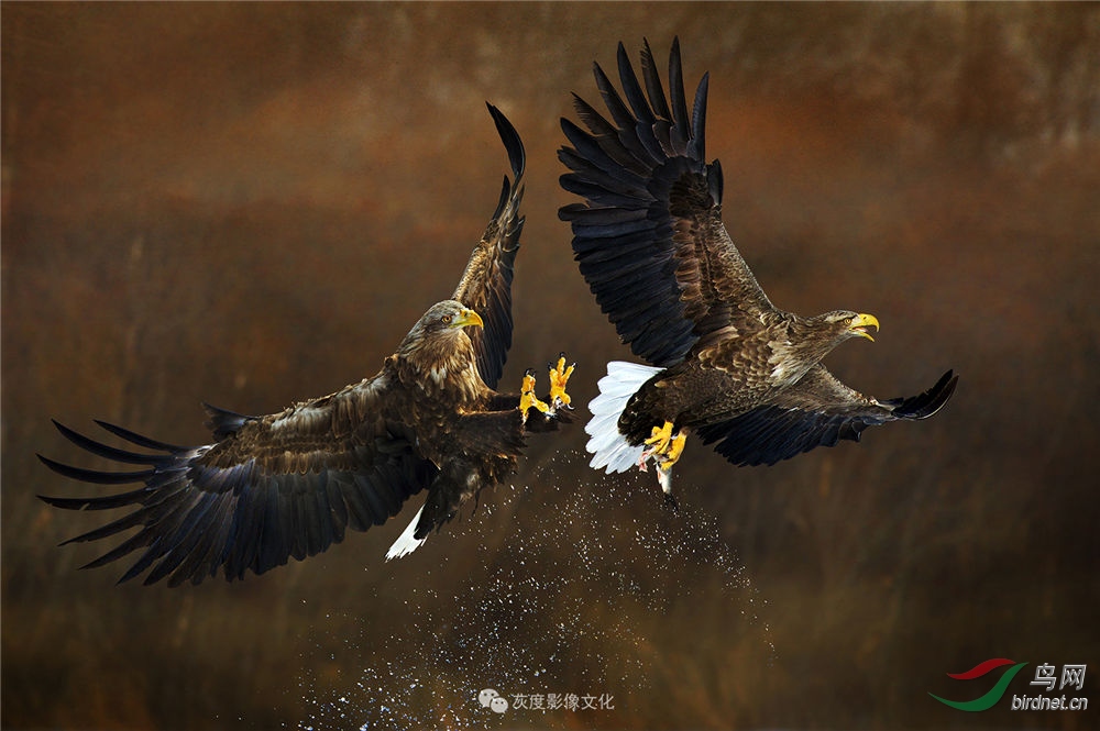 ��������Ʒ �Ҷ�Ӱ��