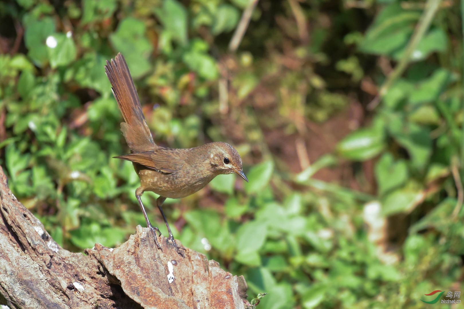 TJP_5516 - ����.jpg