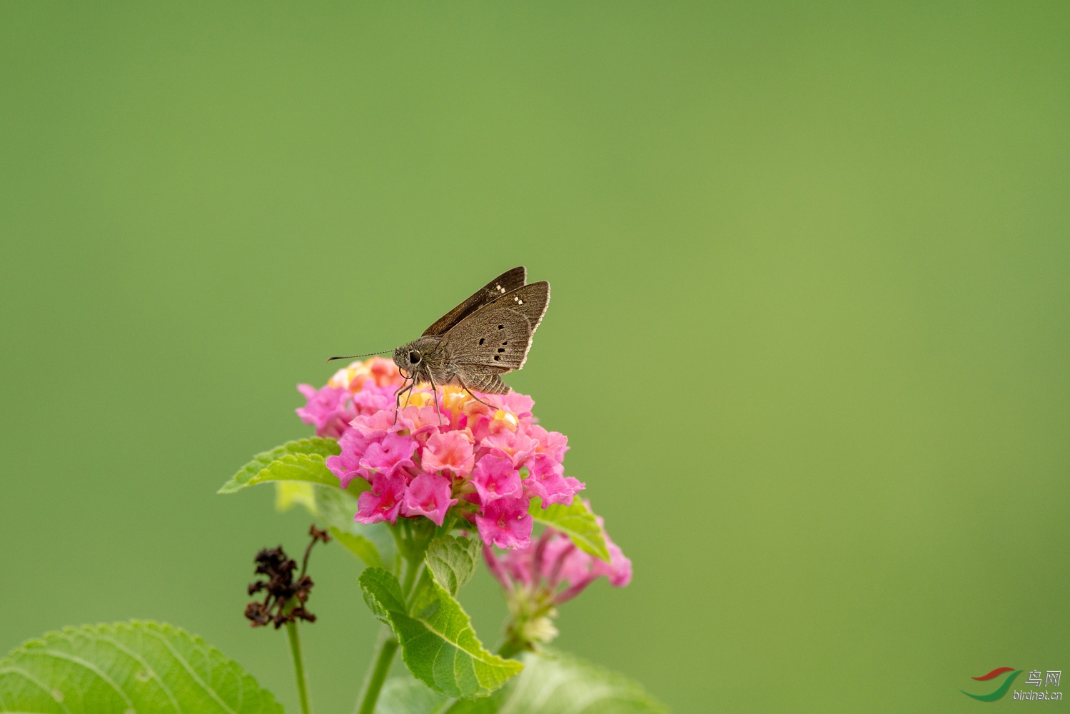 DZ_02955a.jpg