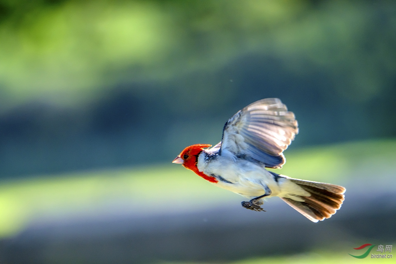 冠蜡嘴鹀-祝贺荣获鸟网首页精华!