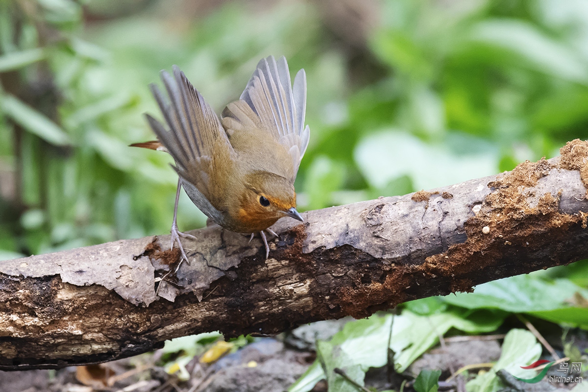 DSC_p5934.jpg