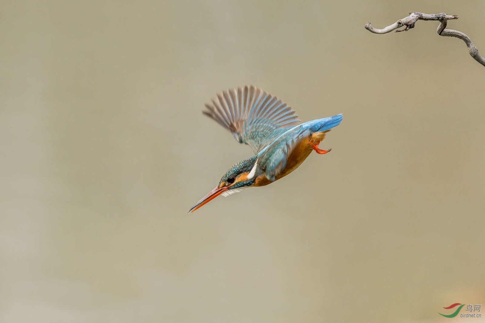 20190316-PLX_3017.jpg