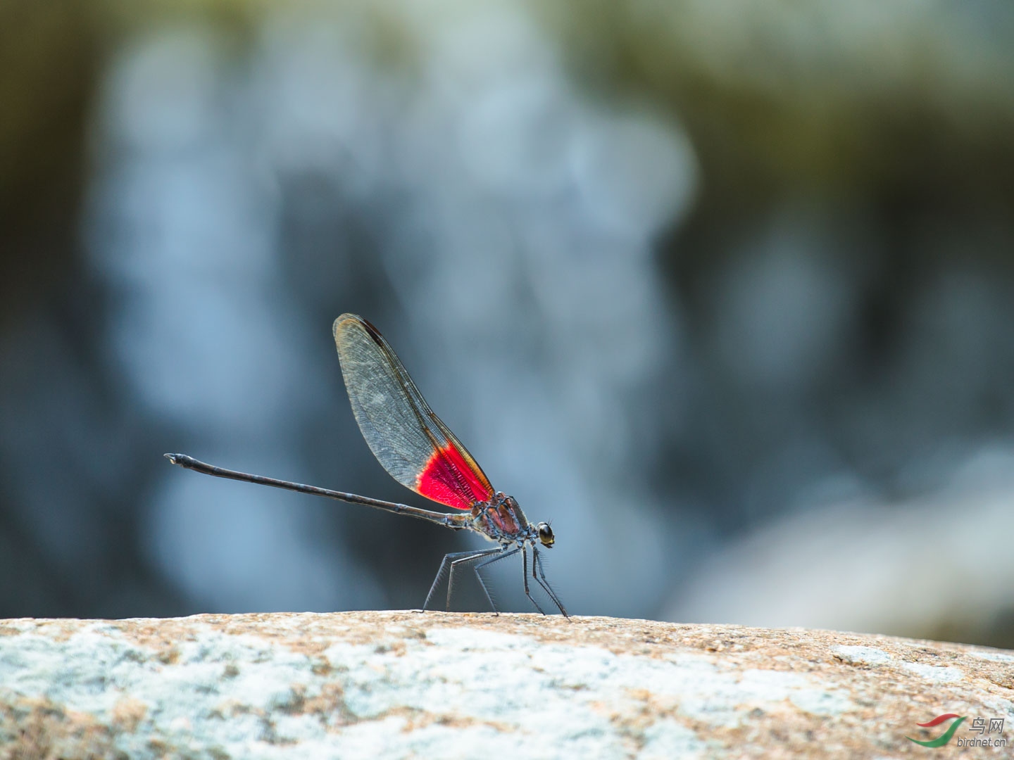 停在小溪边石头上的好看的蟌蟌.