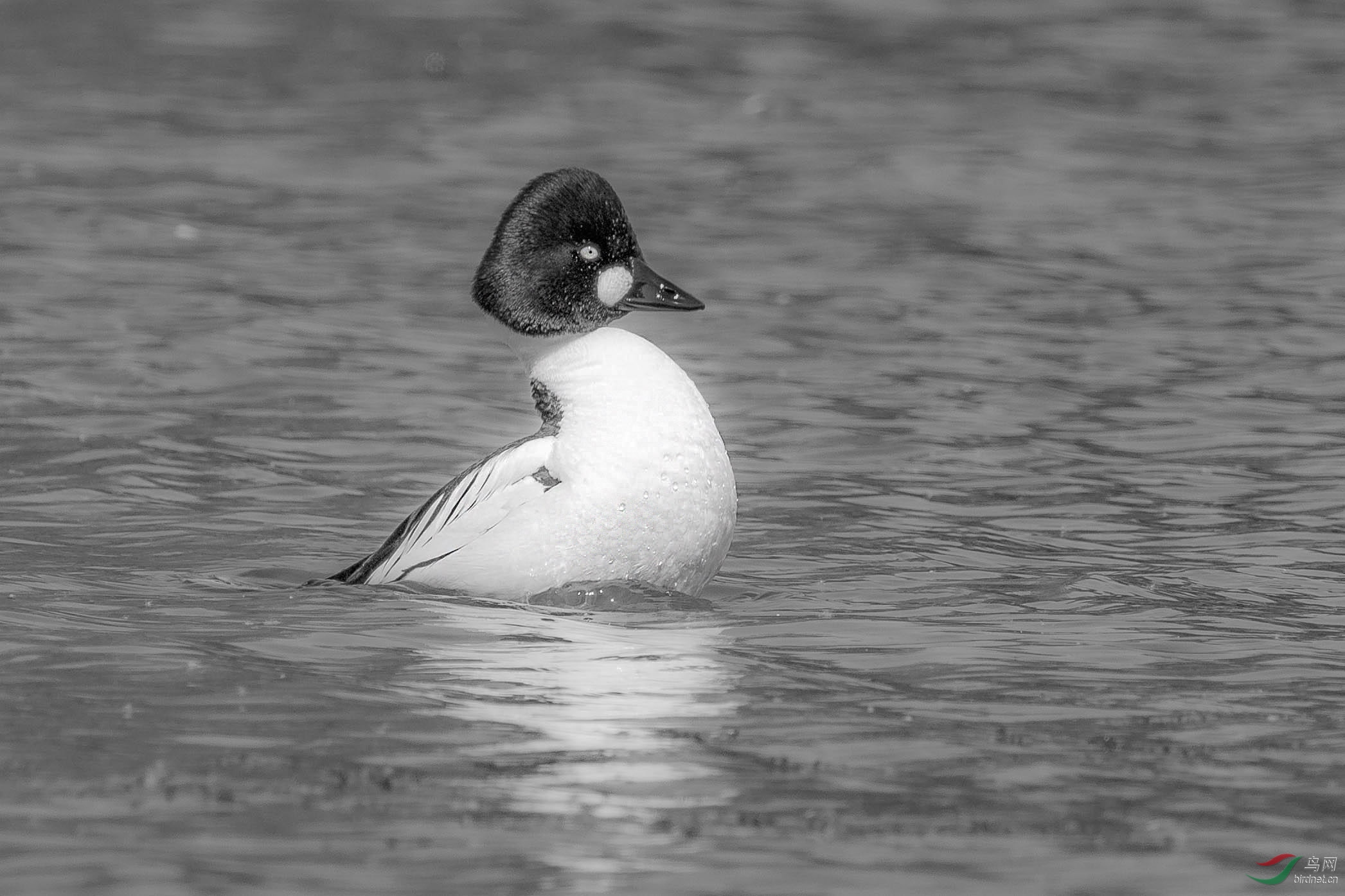 难道它的脑袋脱节了吗【黑与白的视线差】