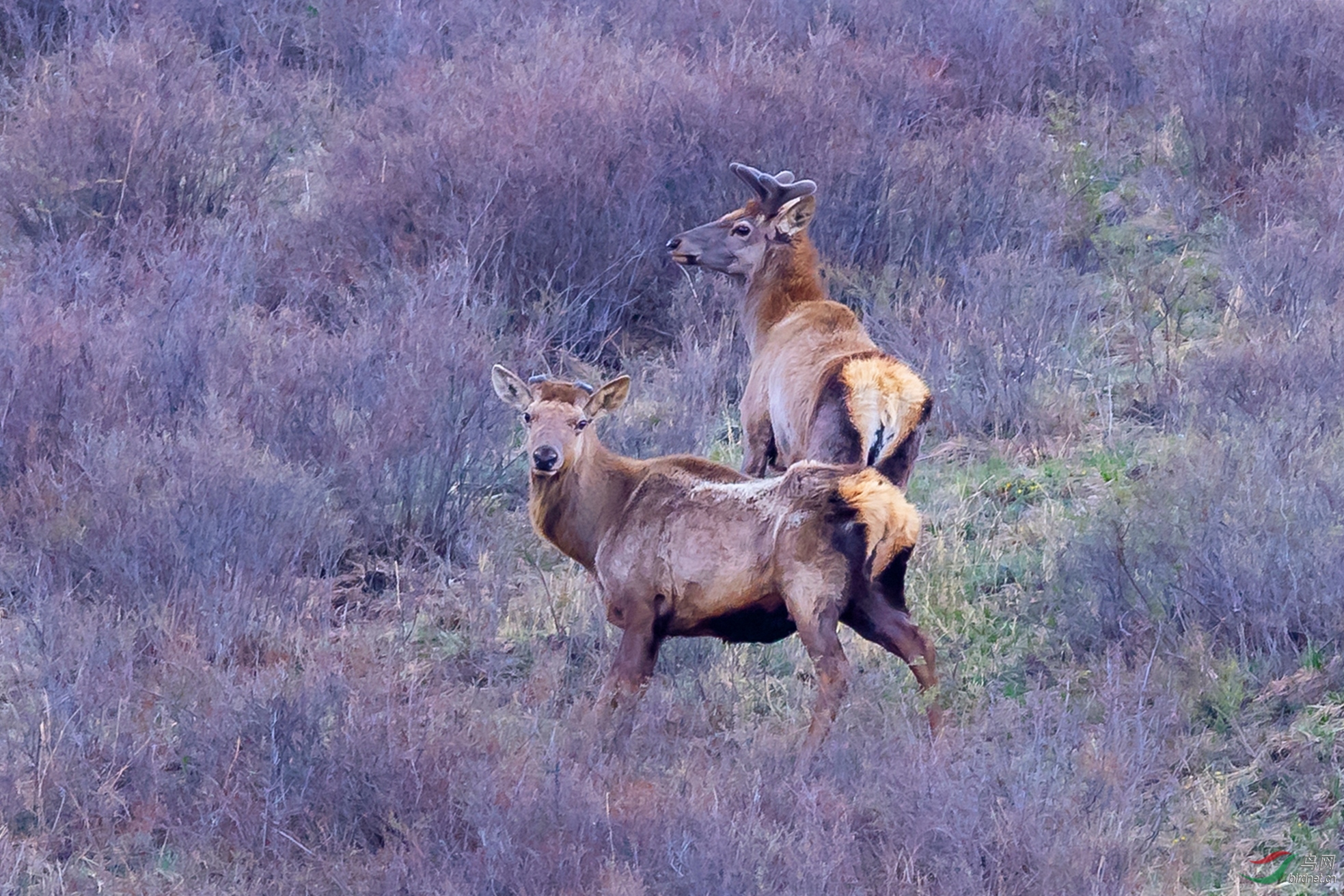 一对马鹿(祝贺荣获首页动物精华)