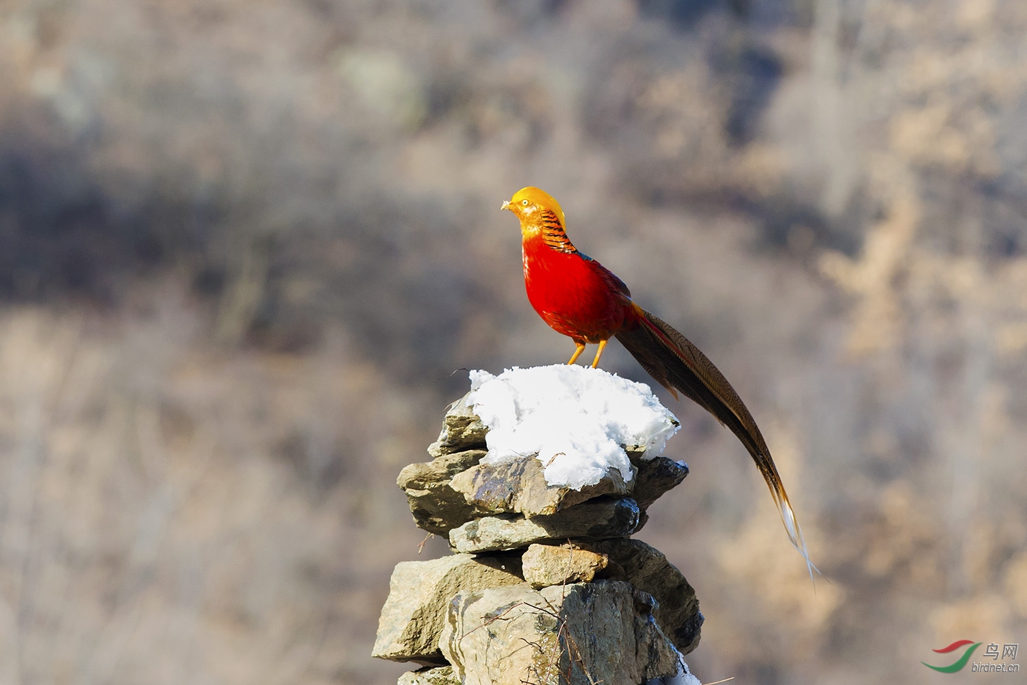 DSC_2300fb.jpg