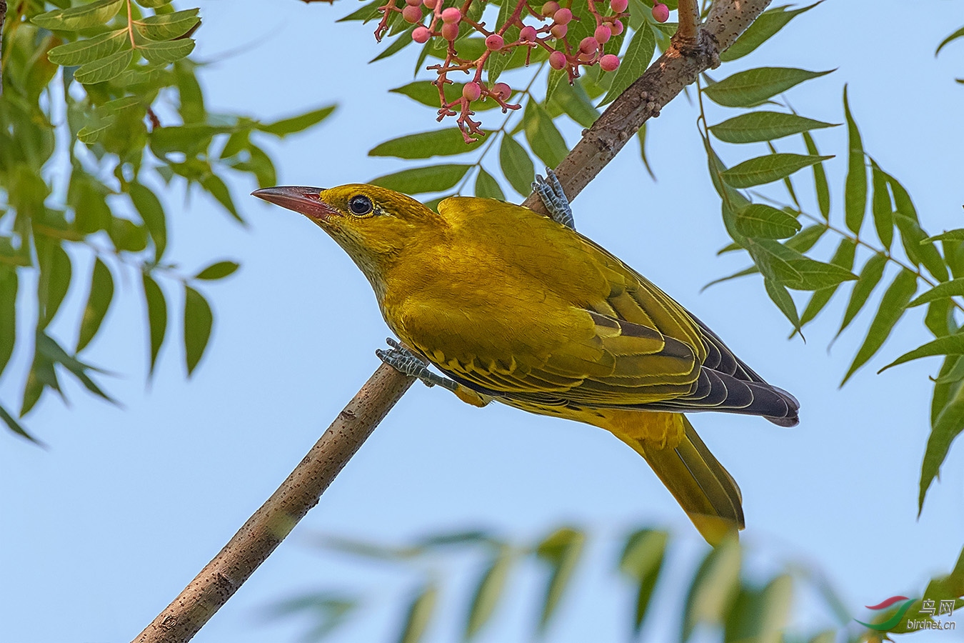 黄鹂-1