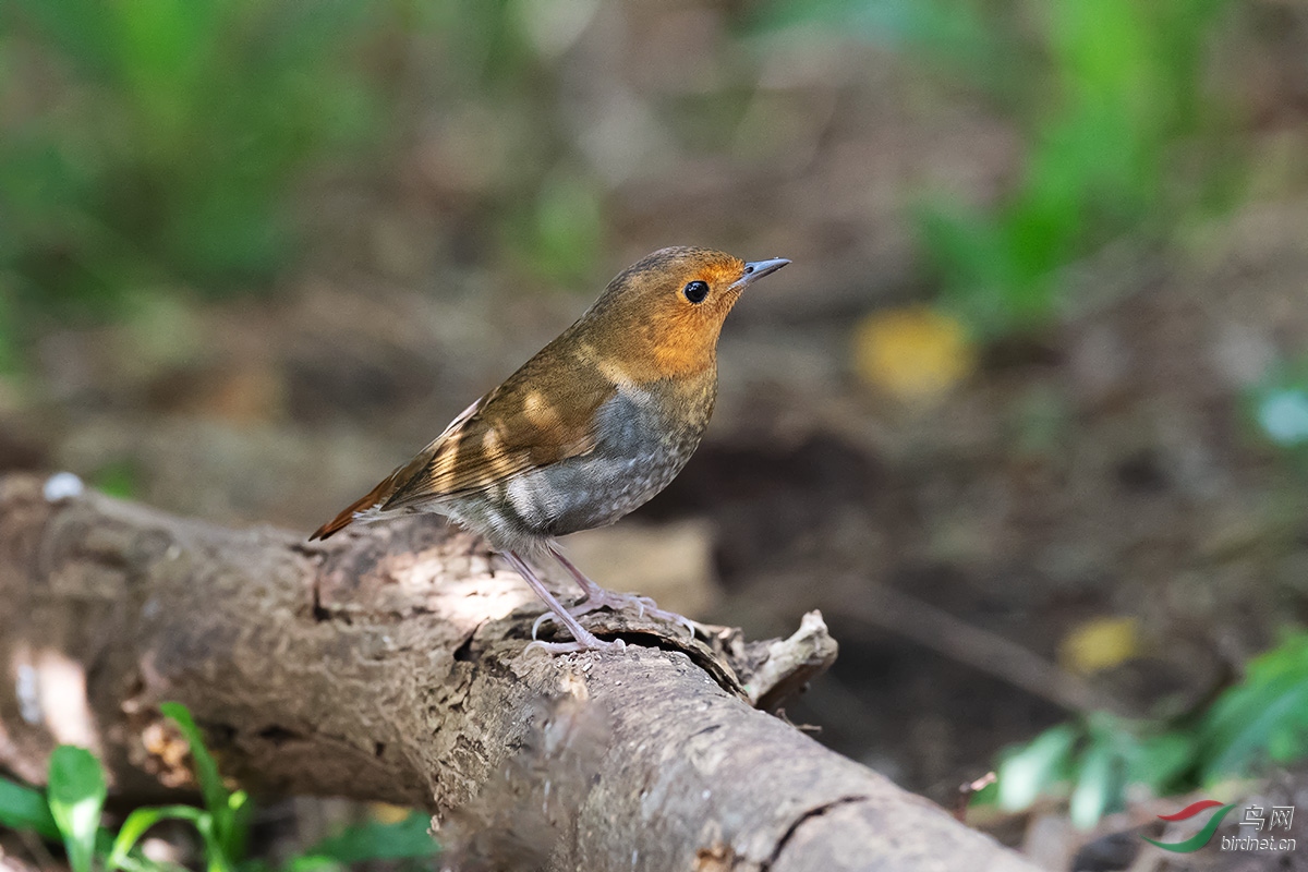 DSC_p6084.jpg
