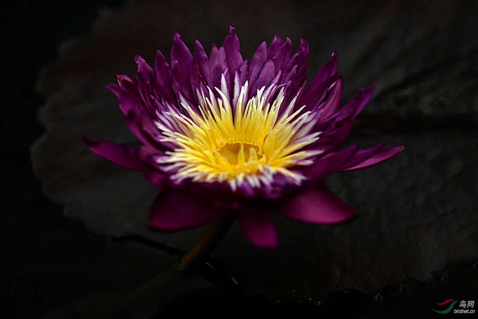 7A366A42-5F1C-403D-A0B9-9B1454925586.jpeg