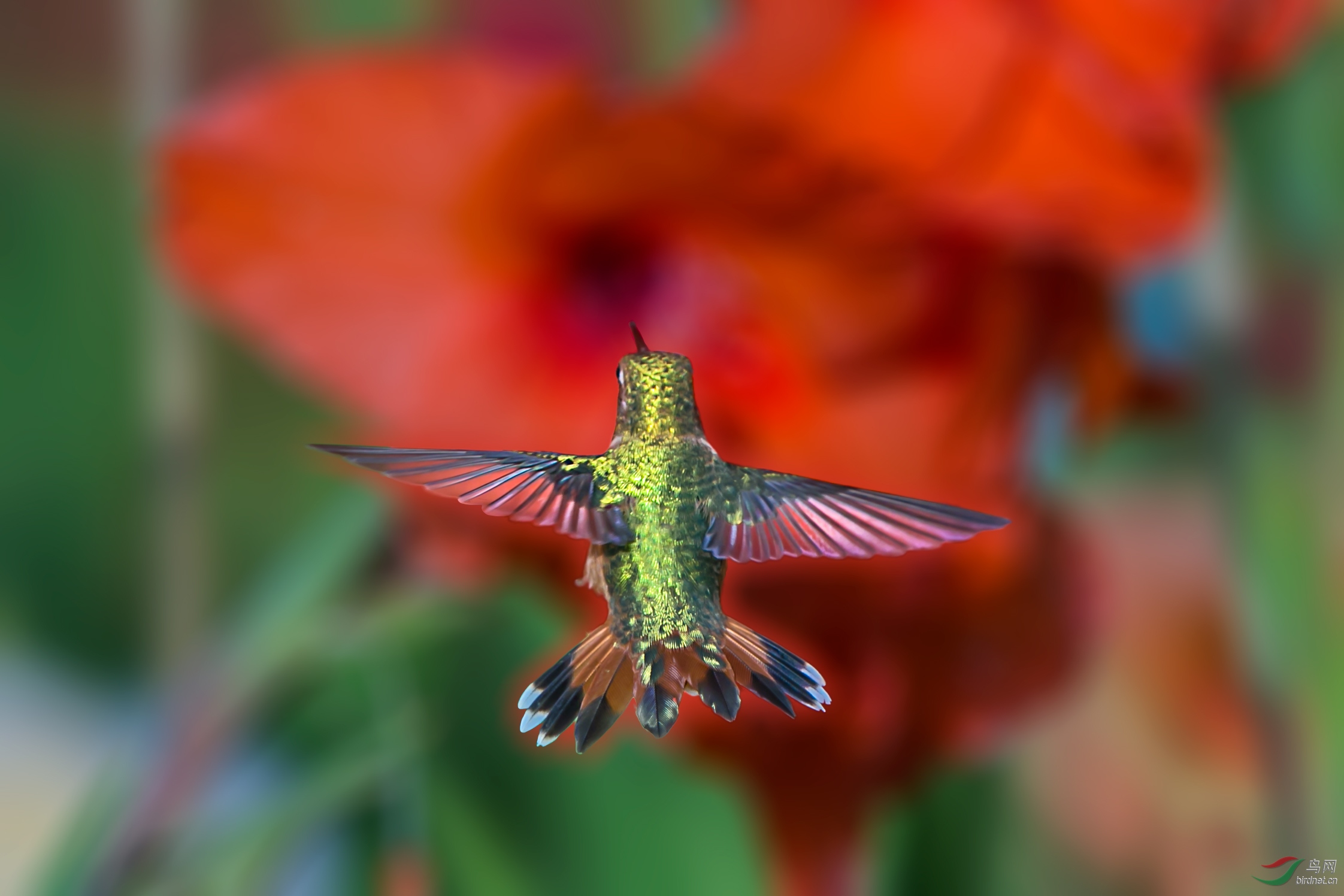 蜂鸟尾部也漂亮