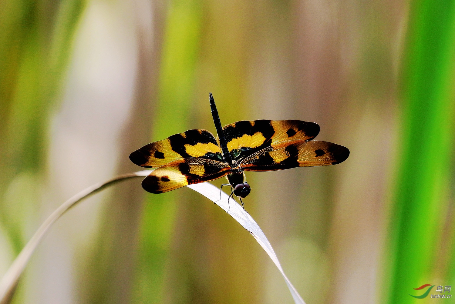 疑似蝴蝶的蜻蜓
