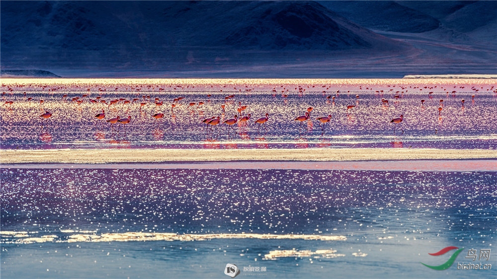 �Ҷ�Ӱ����Ʒ