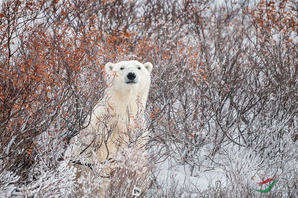 �Ҷ�Ӱ����Ʒ