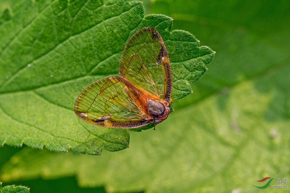 透明疏广翅蜡蝉