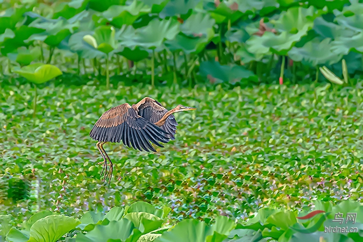 DSC_4510ABC.jpg