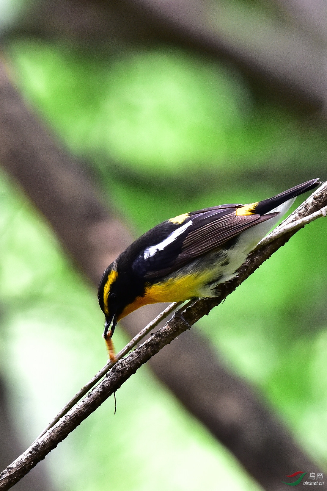 DSC_0903.JPG