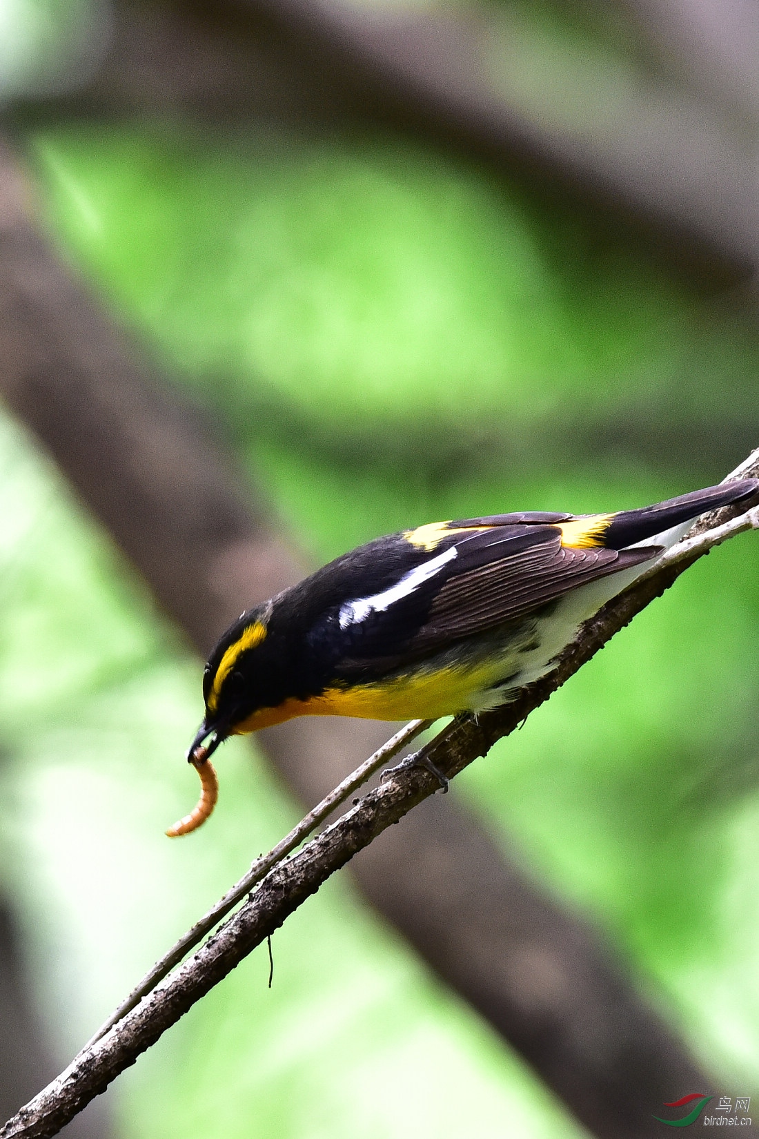DSC_0904.JPG