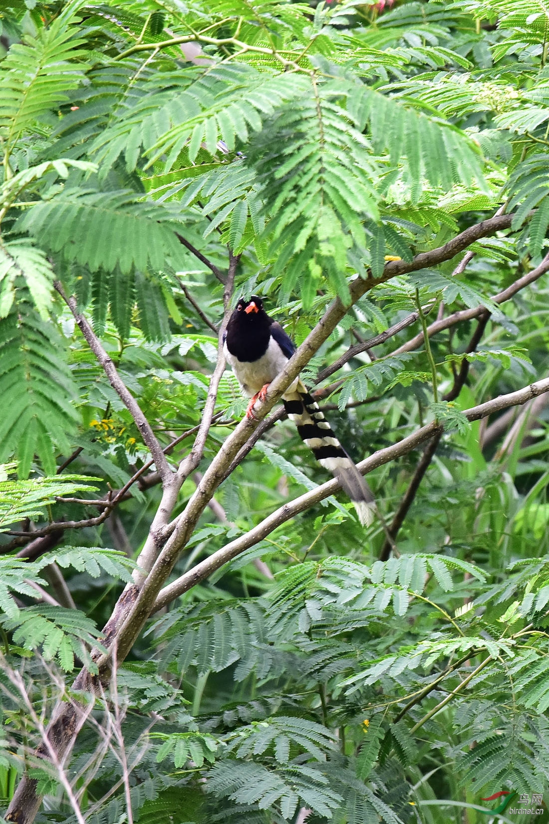 DSC_0133.JPG