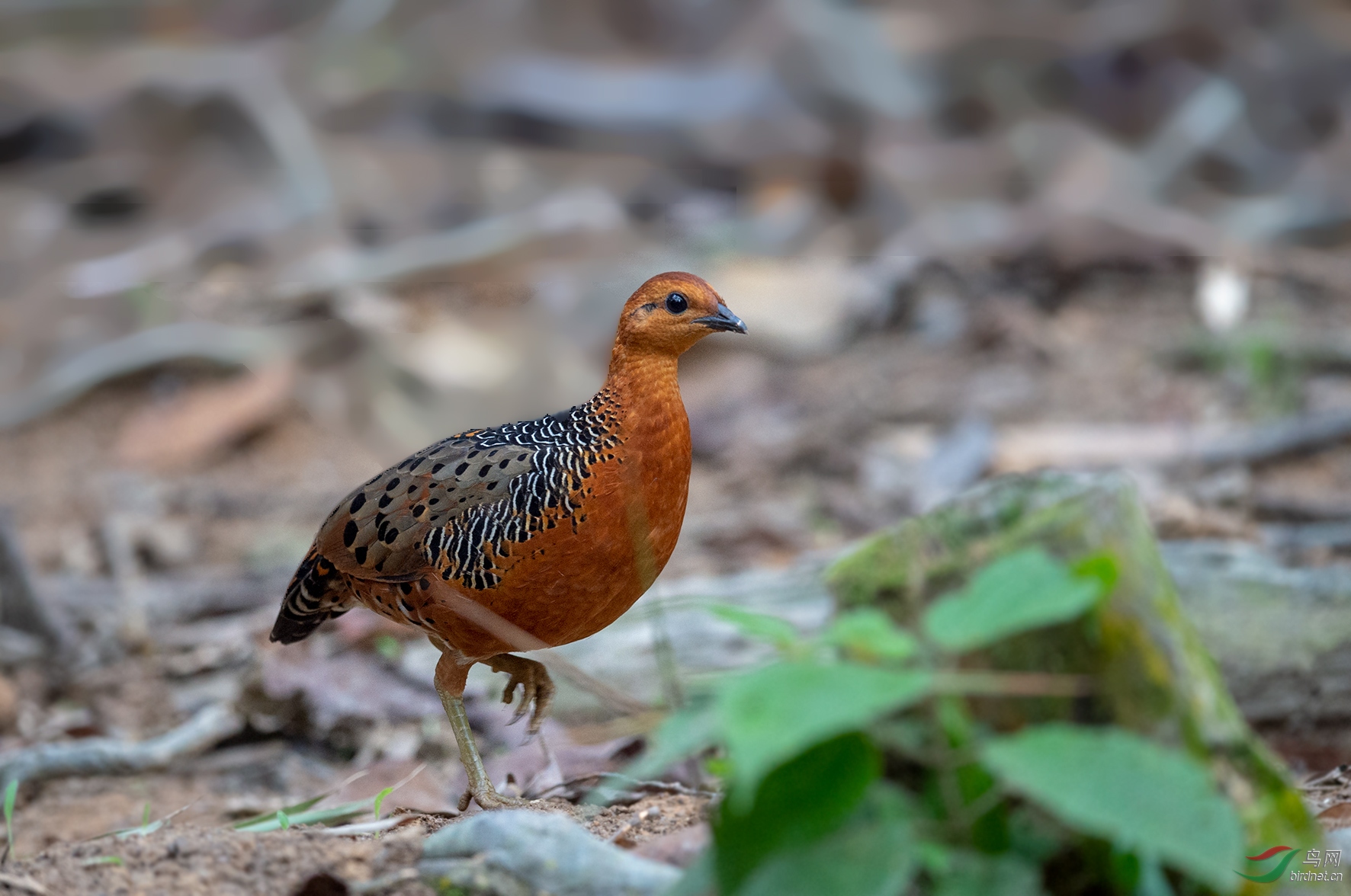 DSC_7052.jpg