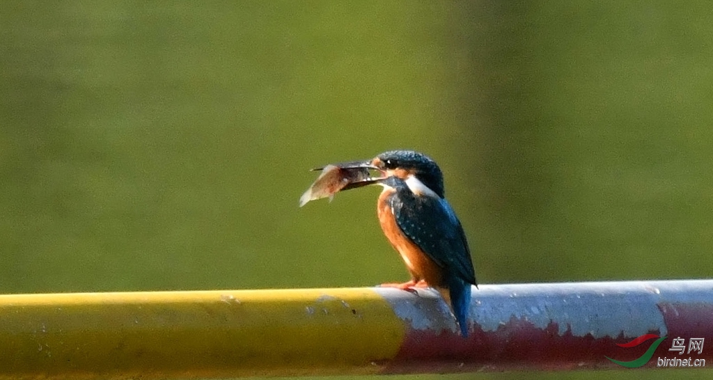 DSC_5566_����.jpg