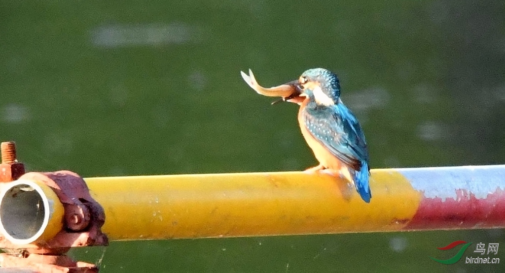 DSC_5298_����.jpg
