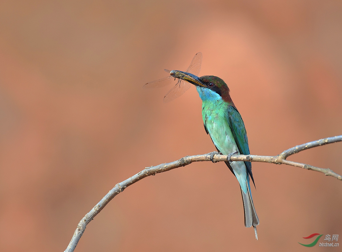 D8I_4975.jpg