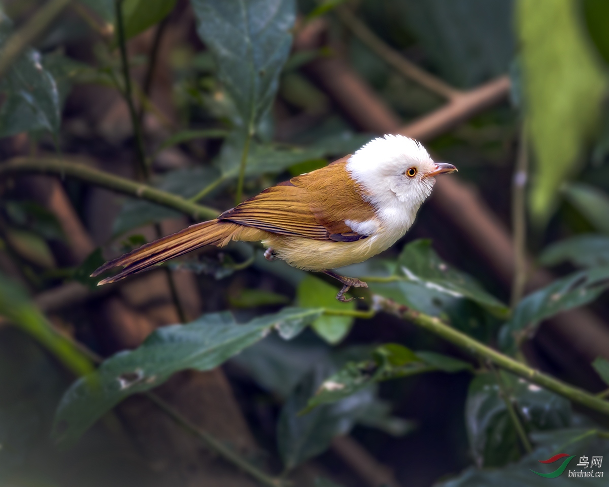 _DSC6520--��ͷ����--08-24A--T.jpg