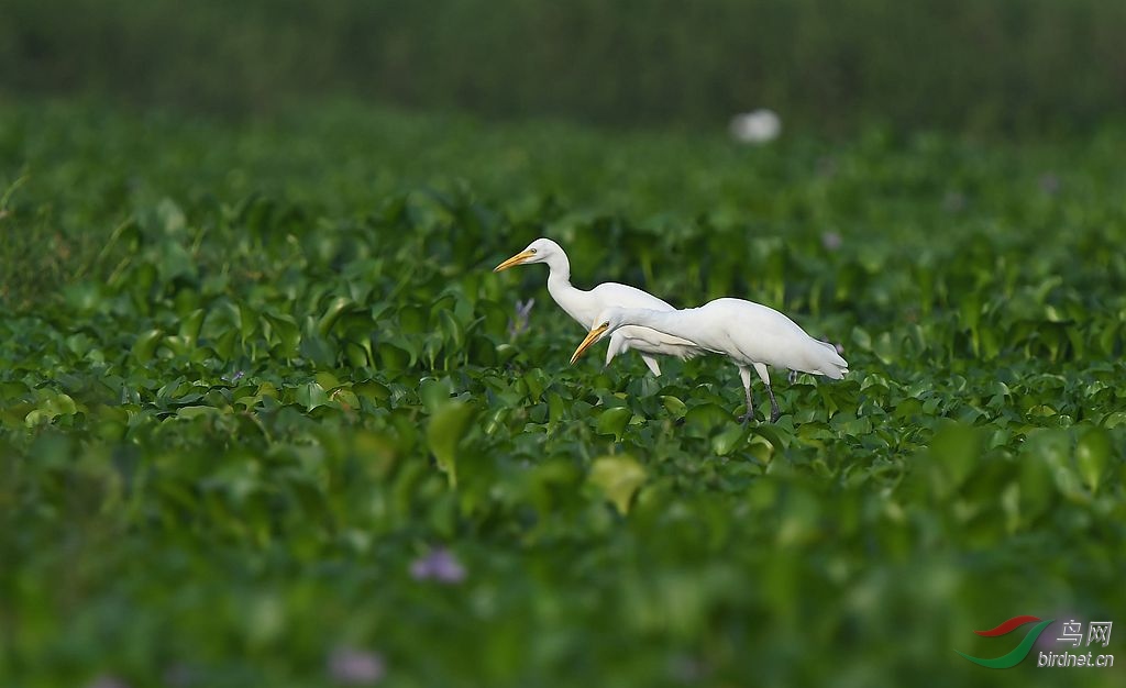 DSC_1850_����.jpg