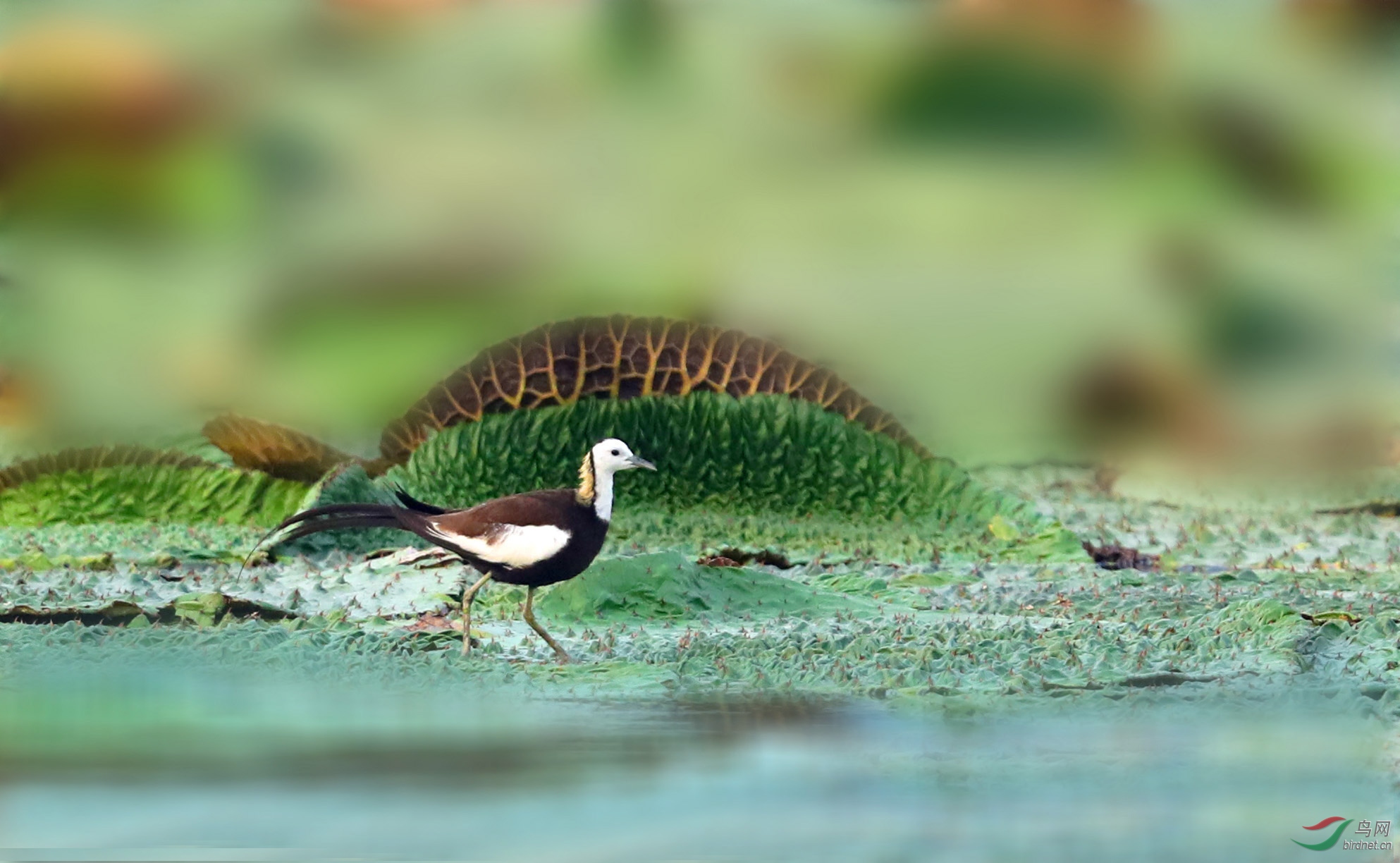 A15I0201 - ����.JPG