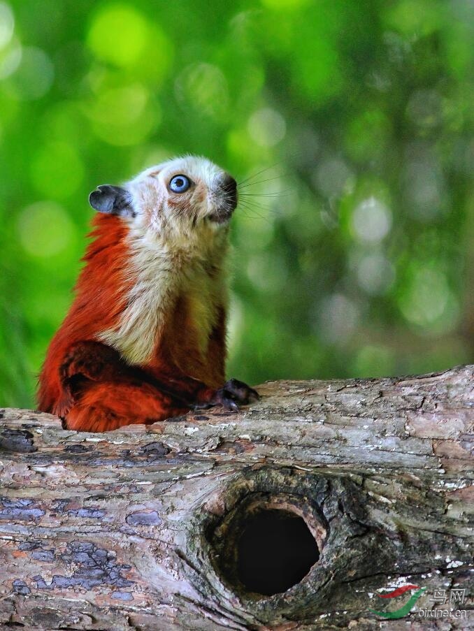 红白鼯鼠(荣获版块佳作)