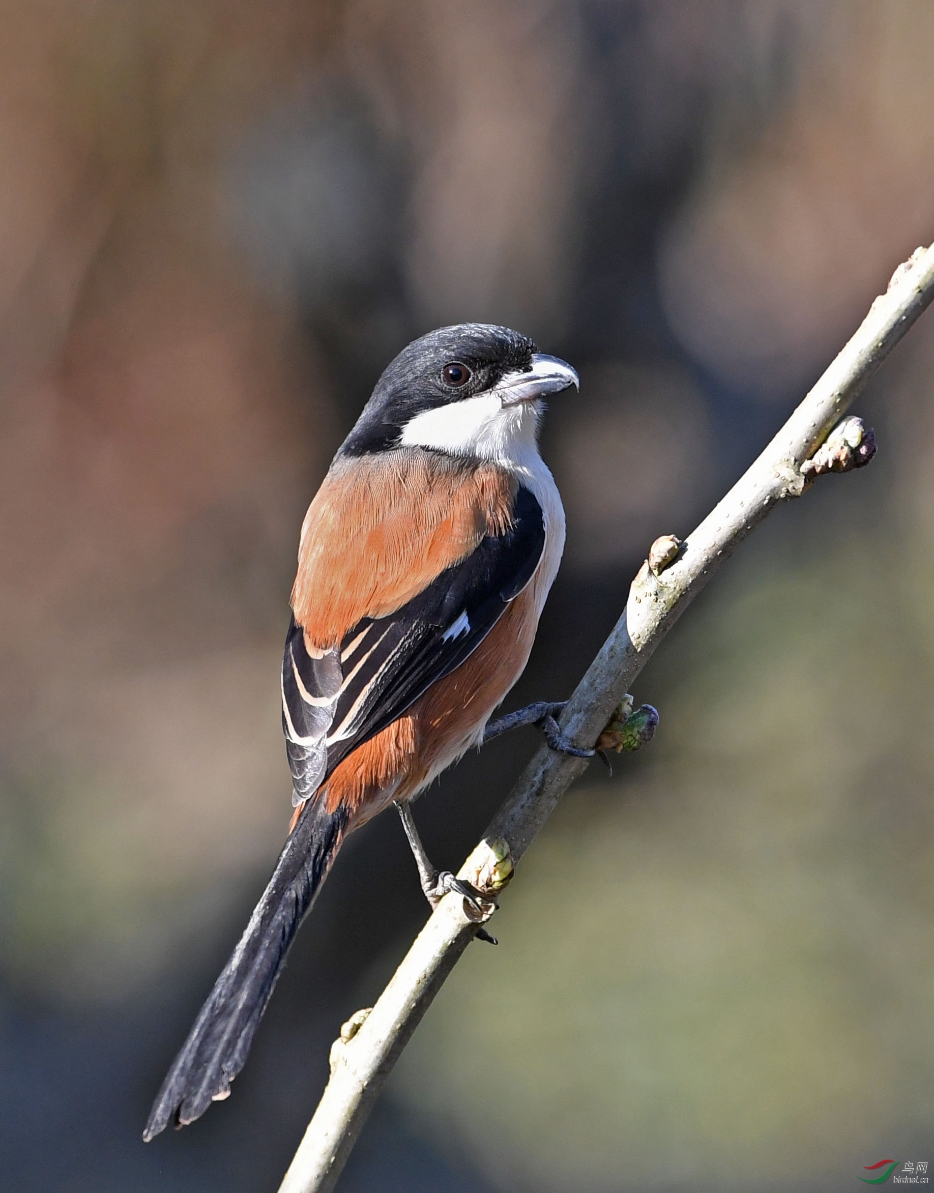 DSC_65421.jpg