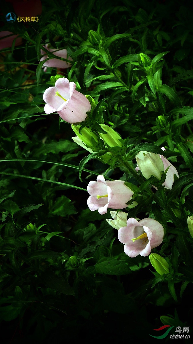 花卉欣賞風鈴草