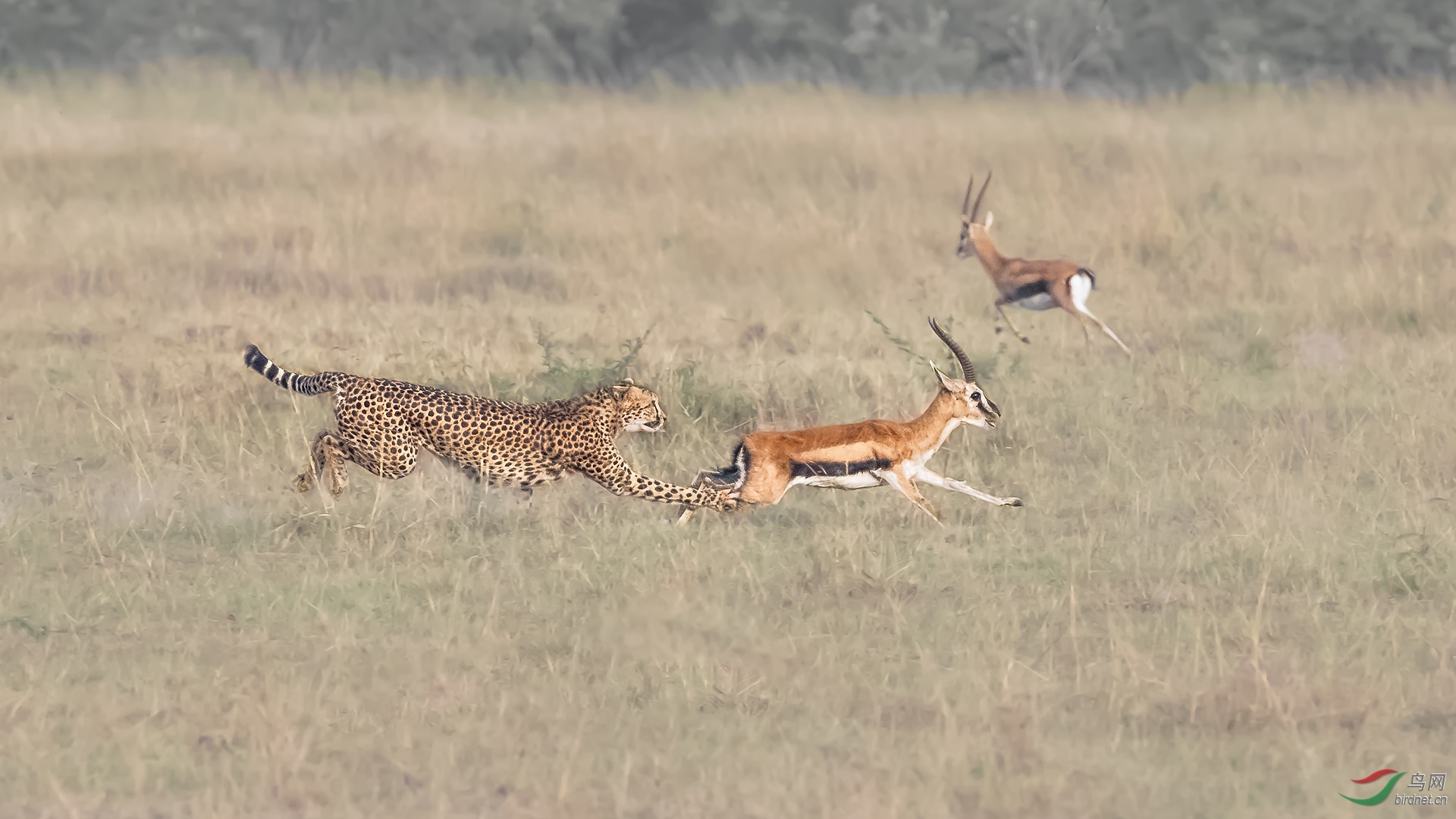 猎豹捕猎(祝贺本版佳作!祝贺首页精华!
