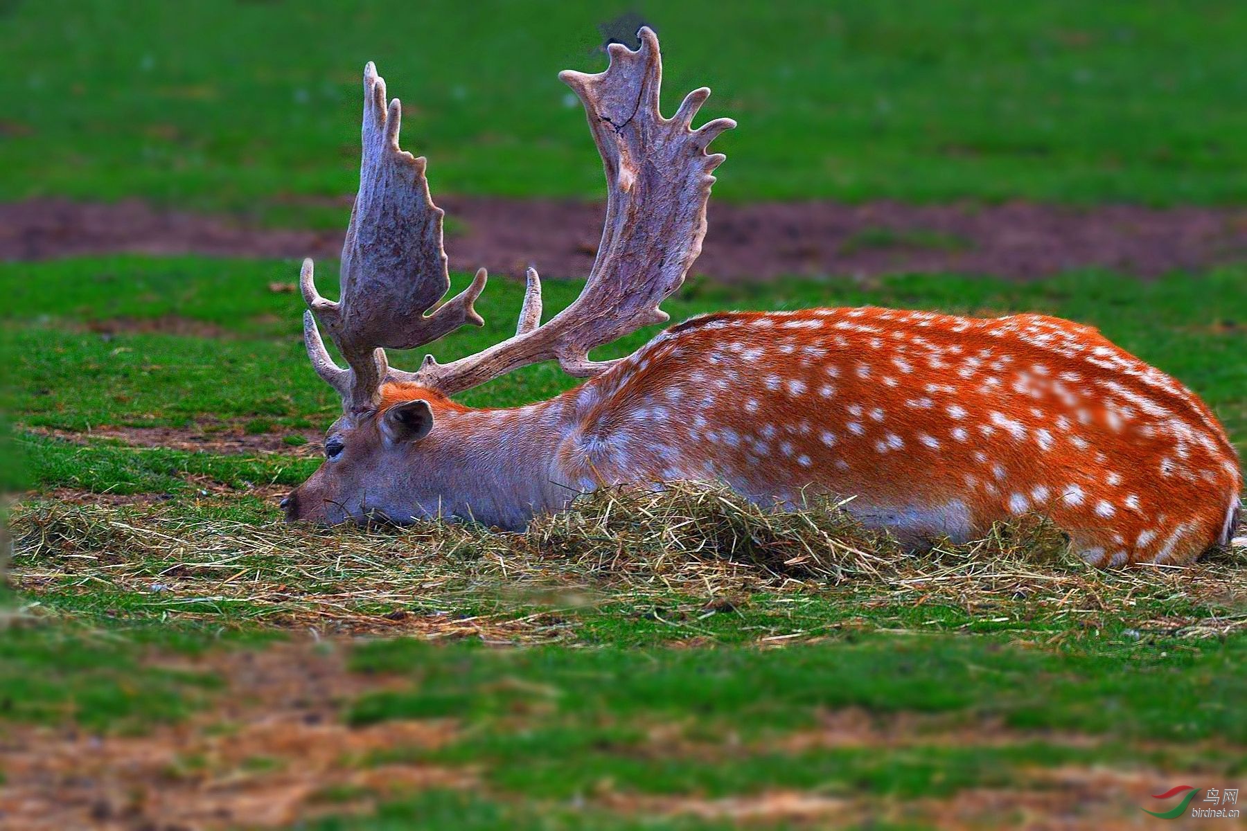 【难得一见大型鹿】