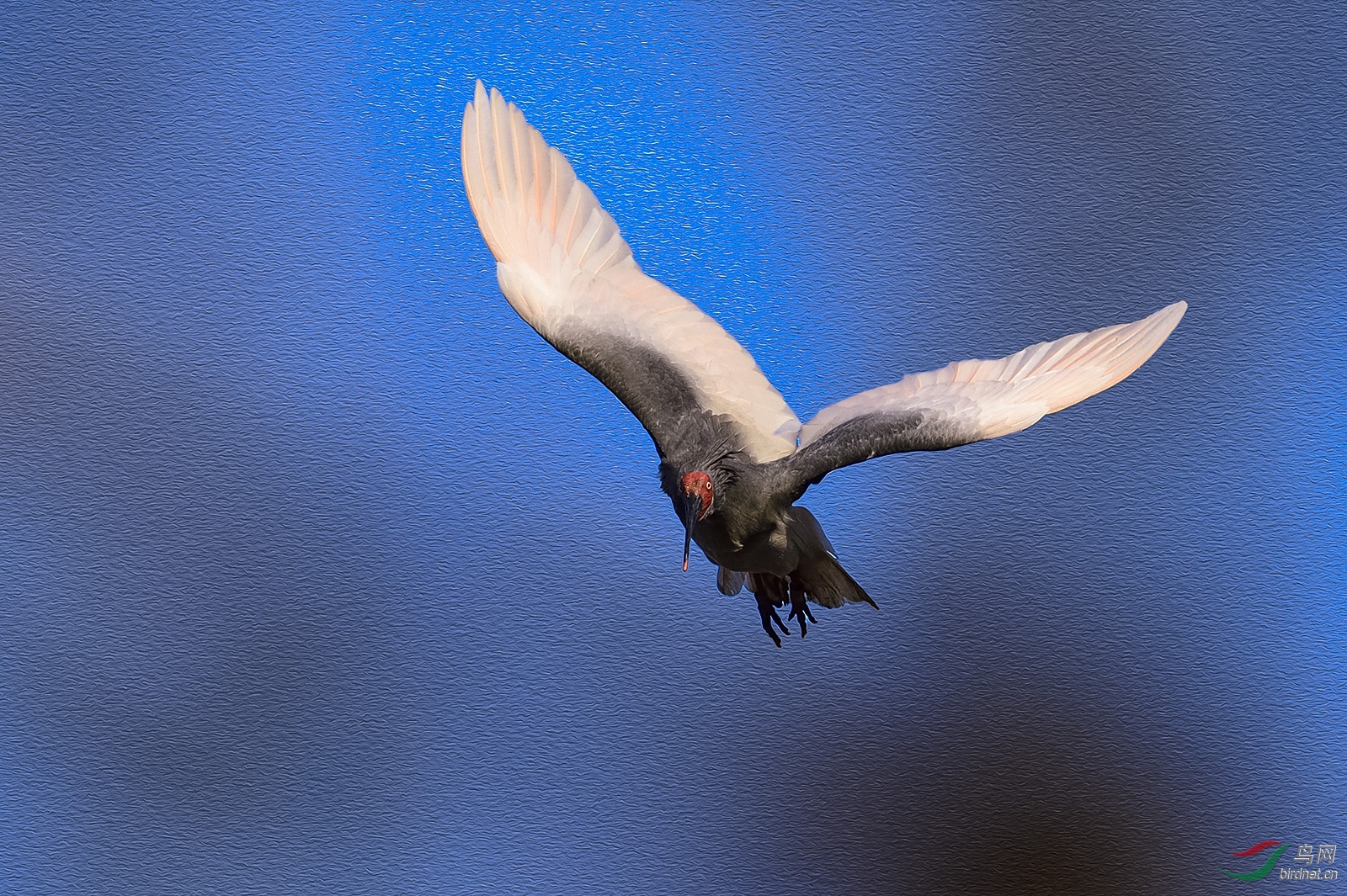 _DSC6974_8369aw.jpg