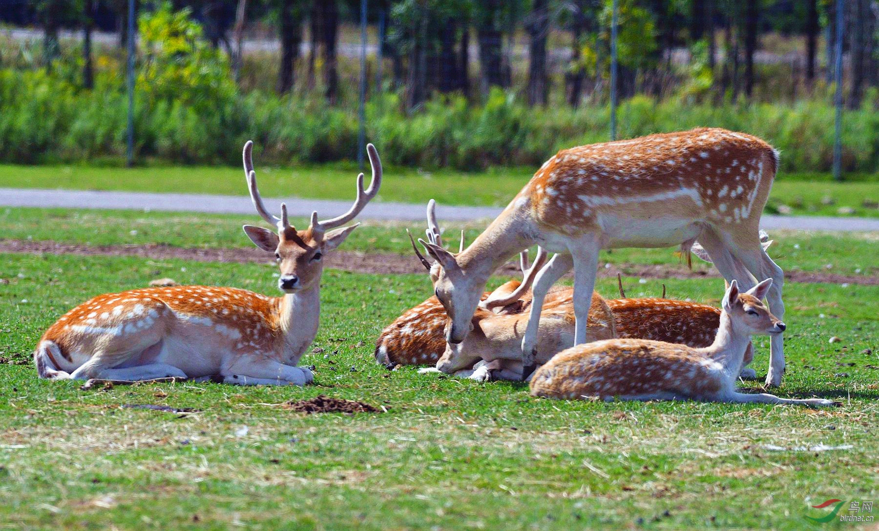 【难得一见大型鹿】