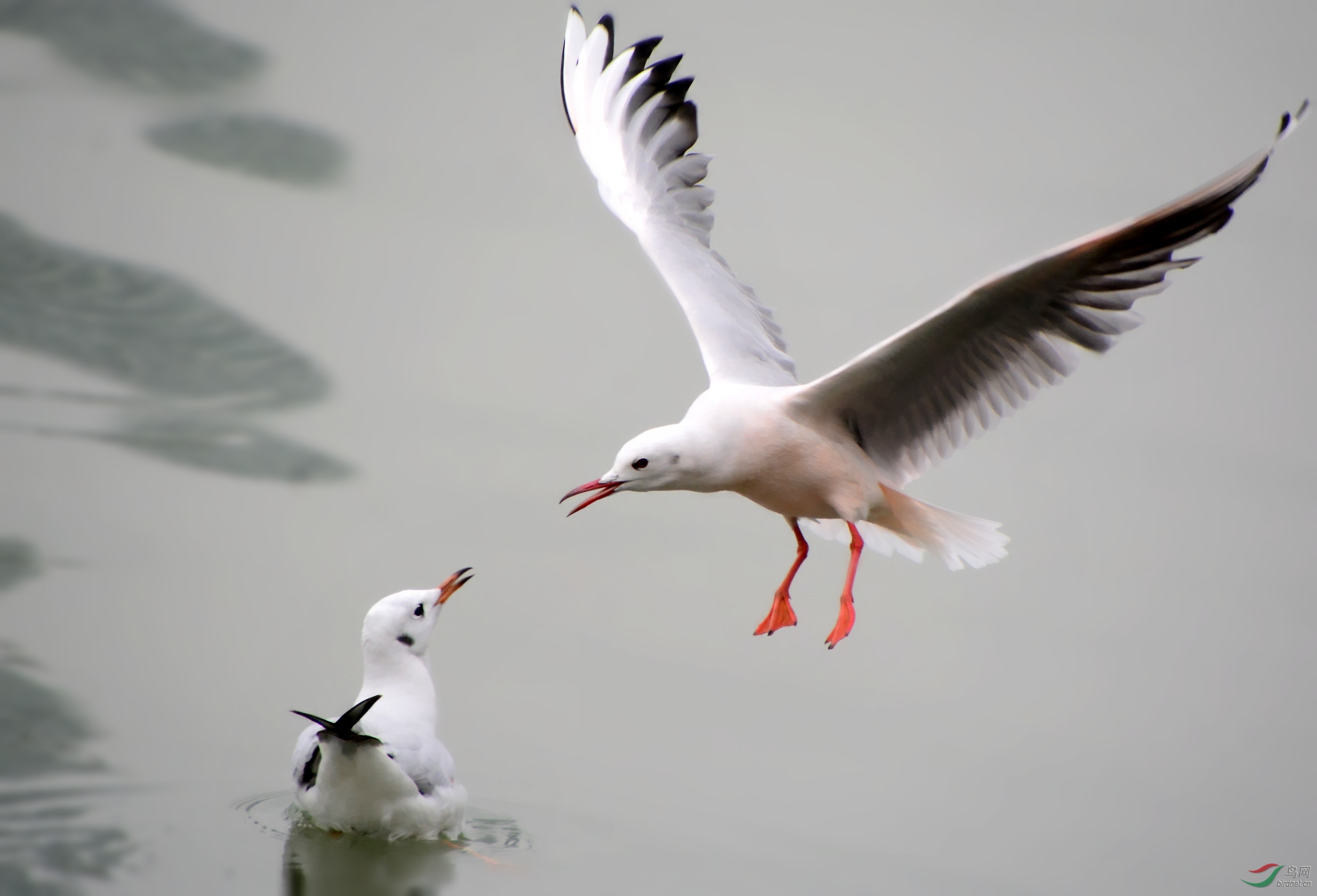 DSC_8203_conew1.jpg