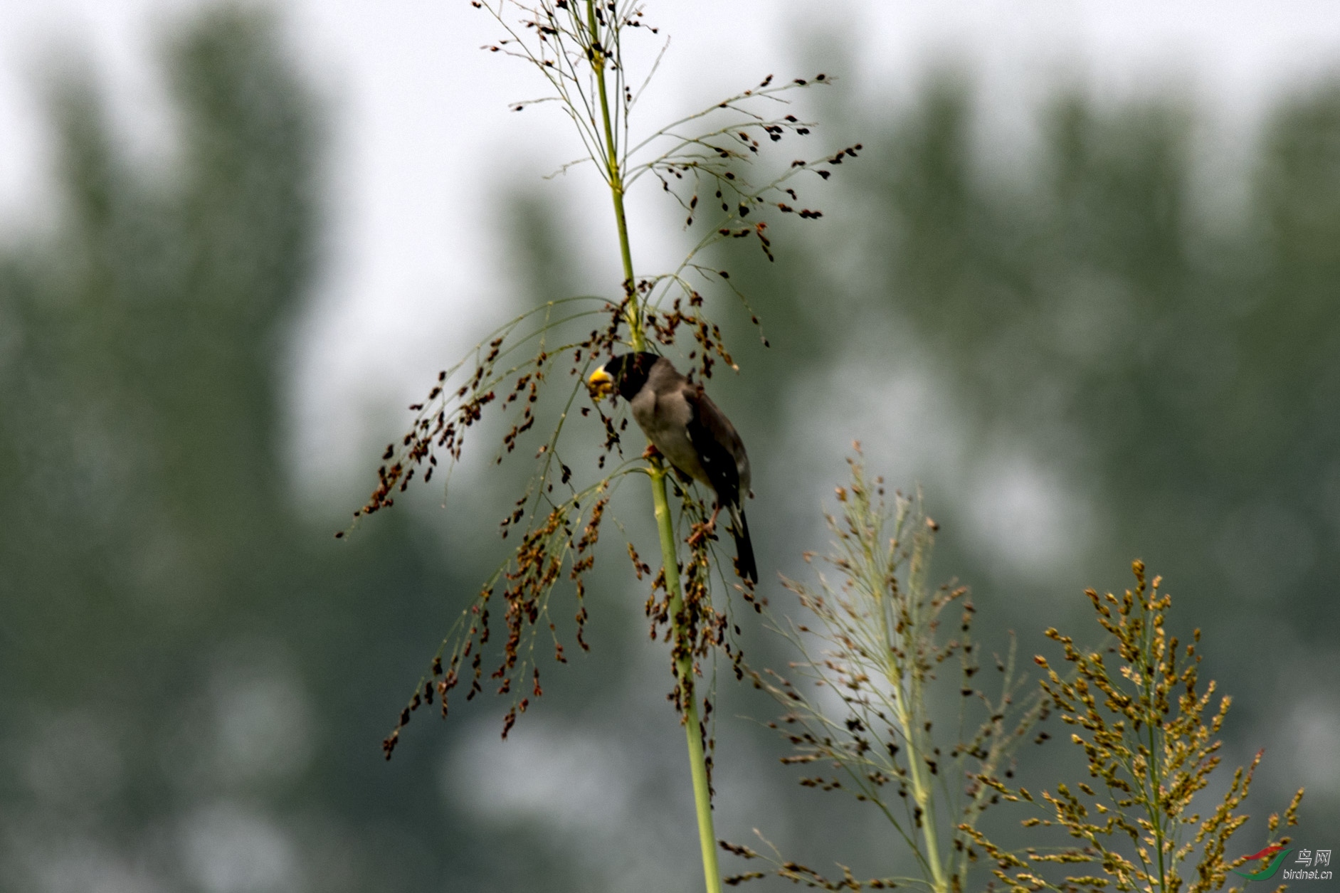 D85_5277.jpg