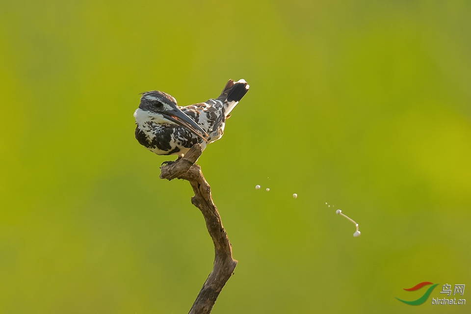 DSC_7493_DxOa.jpg