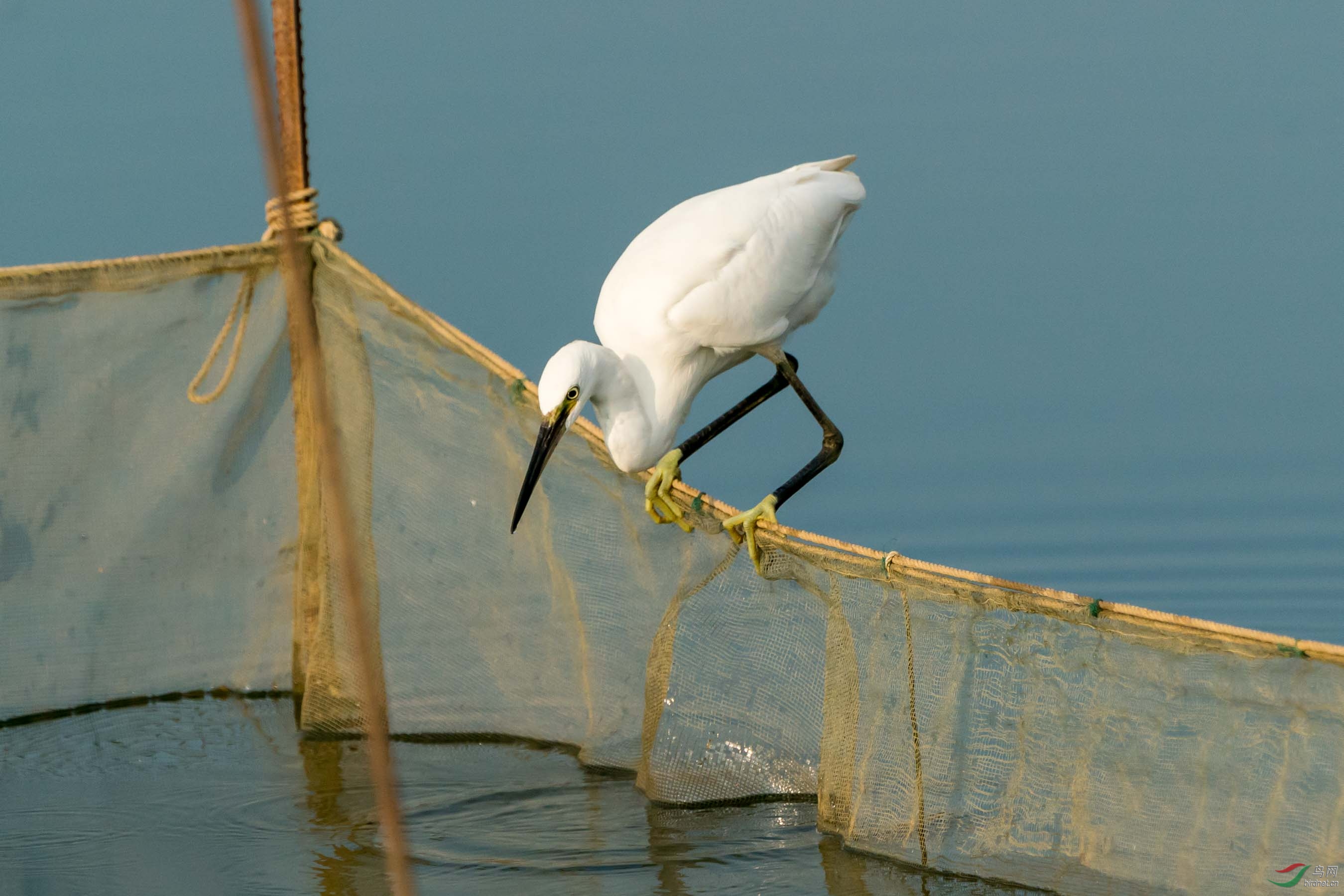 ����͵ʳ����